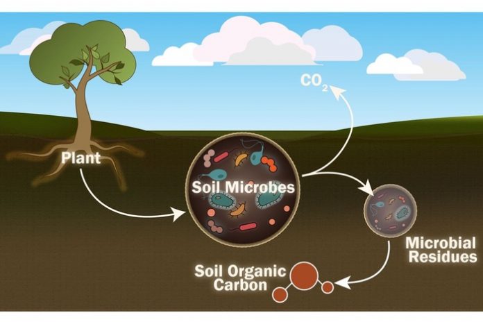 Scientists seek to better understand role of individual soil microorganisms