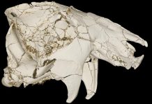 Stony Brook scientist discovers groundhog-like extinct mammal Stony Brook scientist discovers groundhog-like extinct mammal