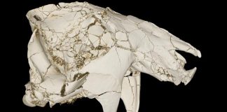 Stony Brook scientist discovers groundhog-like extinct mammal Stony Brook scientist discovers groundhog-like extinct mammal