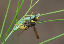 Study proves no wine or beer possible without wasp poop Study proves no wine or beer possible without wasp poop