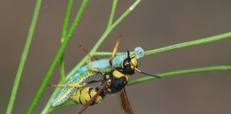 Study proves no wine or beer possible without wasp poop Study proves no wine or beer possible without wasp poop
