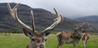 Tyrolean Iceman’s clothes used to define red deer lineage Tyrolean Iceman's clothes used to define red deer lineage