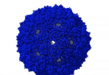 JU researchers reprogramme the dimensions of a virus-like particle JU researchers reprogramme the dimensions of a virus-like particle