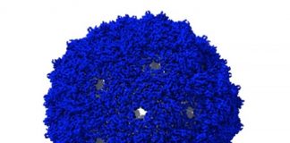 JU researchers reprogramme the dimensions of a virus-like particle JU researchers reprogramme the dimensions of a virus-like particle