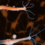 Live nerve transmissions seen for the first time Live nerve transmissions seen for the first time