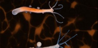 Live nerve transmissions seen for the first time Live nerve transmissions seen for the first time
