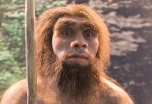 Oldest Neanderthal poop ever found reveals dietary preferences Oldest Neanderthal poop ever found reveals dietary preferences