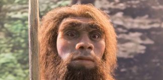 Oldest Neanderthal poop ever found reveals dietary preferences Oldest Neanderthal poop ever found reveals dietary preferences