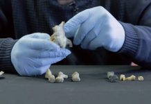 Petrous bone study shows most ancient Europeans were lactose intolerant Petrous bone study shows most ancient Europeans were lactose intolerant