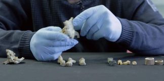 Petrous bone study shows most ancient Europeans were lactose intolerant Petrous bone study shows most ancient Europeans were lactose intolerant