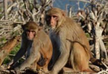 Research finds survivors of weather-related disasters may have accelerated aging Research finds survivors of weather-related disasters may have accelerated aging