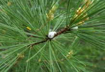 Research looks for riskiest tree disease spreaders, finds none Research looks for riskiest tree disease spreaders, finds none