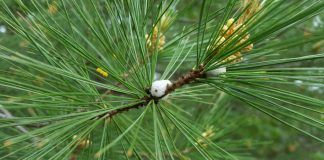 Research looks for riskiest tree disease spreaders, finds none Research looks for riskiest tree disease spreaders, finds none