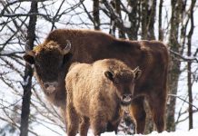 Researchers call for delaying the construction of Polish-Belarusian border wall Researchers call for delaying the construction of Polish-Belarusian border wall
