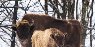 Researchers call for delaying the construction of Polish-Belarusian border wall Researchers call for delaying the construction of Polish-Belarusian border wall