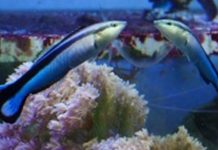 Researchers persevere to show self-awareness is also for some fish Researchers persevere to show self-awareness is also for some fish