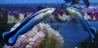 Researchers persevere to show self-awareness is also for some fish Researchers persevere to show self-awareness is also for some fish