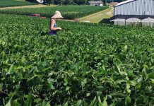 Study: Being near pollinator habitat linked to larger soybean size Study: Being near pollinator habitat linked to larger soybean size