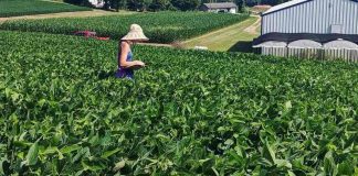 Study: Being near pollinator habitat linked to larger soybean size Study: Being near pollinator habitat linked to larger soybean size
