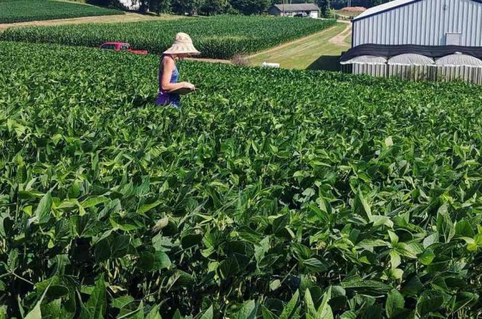 Study: Being near pollinator habitat linked to larger soybean size