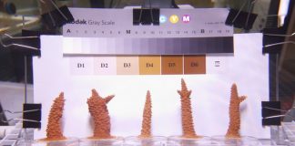 New Study: Corals can be “trained” to tolerate heat stress New Study: Corals can be “trained” to tolerate heat stress