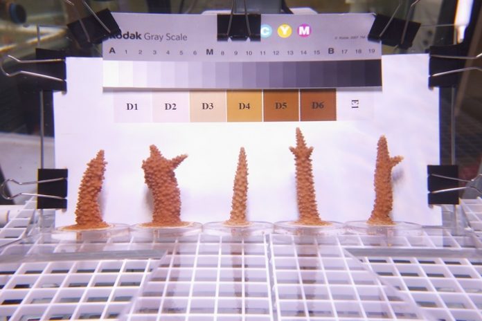New Study- Corals can be “trained” to tolerate heat stress New Study: Corals can be “trained” to tolerate heat stress