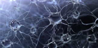 New study finds possible reason why only some develop Alzheimer’s disease New study finds possible reason why only some develop Alzheimer’s disease