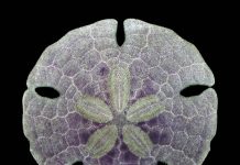 Research reconsiders early evolution of sea urchins Research reconsiders early evolution of sea urchins