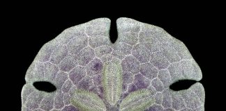 Research reconsiders early evolution of sea urchins Research reconsiders early evolution of sea urchins