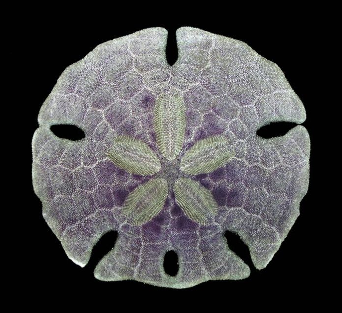 Research reconsiders early evolution of sea urchins Research reconsiders early evolution of sea urchins