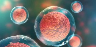 Stem cell study proves most cancer is not inherited or due to the environment Stem cell study proves most cancer is not inherited or due to the environment