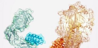 Study: Design of protein binders from target structure alone Study: Design of protein binders from target structure alone