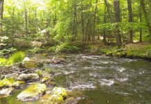 Study Finds watershed size plays major role in filtering pollutants Study Finds watershed size plays major role in filtering pollutants