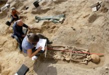 Norman knight with jousting wounds unearthed in Hereford Norman knight with jousting wounds unearthed in Hereford