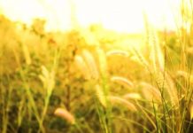 Research: Infectious bacteria force host plants to feed them Research: Infectious bacteria force host plants to feed them