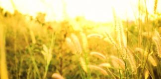 Research: Infectious bacteria force host plants to feed them Research: Infectious bacteria force host plants to feed them