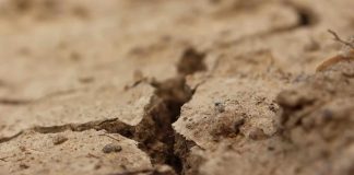 Research suggests wildlife may be answer to phosphorus crisis Research suggests wildlife may be answer to phosphorus crisis