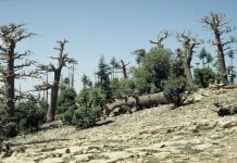 Researchers determine ‘fingerprint’ for how much heat, drought is too much for forests Researchers determine ‘fingerprint’ for how much heat, drought is too much for forests
