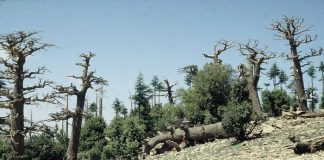 Researchers determine ‘fingerprint’ for how much heat, drought is too much for forests Researchers determine ‘fingerprint’ for how much heat, drought is too much for forests