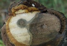 Scientists receive grant to study effects of drought and disease on black walnut trees Scientists receive grant to study effects of drought and disease on black walnut trees