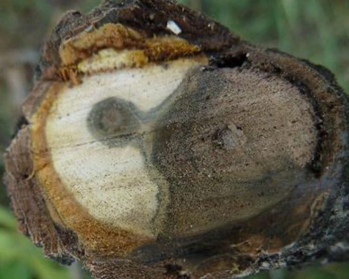 Scientists receive grant to study effects of drought and disease on black walnut trees