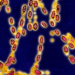 UCLA develops nanoparticle system to treat bioterrorism organism UCLA develops nanoparticle system to treat bioterrorism organism