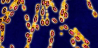 UCLA develops nanoparticle system to treat bioterrorism organism UCLA develops nanoparticle system to treat bioterrorism organism