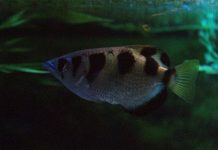 Archer fish shown to be first animal known to use water as a tool Archer fish shown to be first animal known to use water as a tool