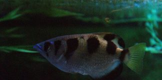 Archer fish shown to be first animal known to use water as a tool Archer fish shown to be first animal known to use water as a tool