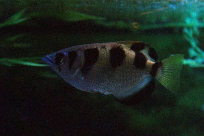 Archer fish shown to be first animal known to use water as a tool