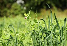 Biologists show plants can make decisions about risk Biologists show plants can make decisions about risk
