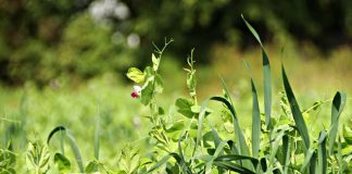 Biologists show plants can make decisions about risk Biologists show plants can make decisions about risk