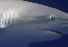 Geneticists show human limbs evolved from shark gills Geneticists show human limbs evolved from shark gills