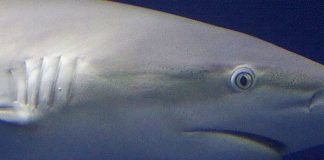 Geneticists show human limbs evolved from shark gills Geneticists show human limbs evolved from shark gills